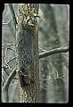 10086-00019-Gray Fox, Urocyon cineoarrgenteus.jpg