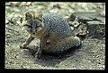 10086-00045-Gray Fox, Urocyon cineoarrgenteus.jpg