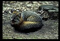 10086-00046-Gray Fox, Urocyon cineoarrgenteus.jpg