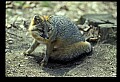 10086-00048-Gray Fox, Urocyon cineoarrgenteus.jpg