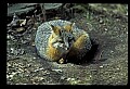10086-00054-Gray Fox, Urocyon cineoarrgenteus.jpg