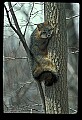 10086-00057-Gray Fox, Urocyon cineoarrgenteus.jpg