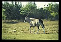 10087-00001-Gemsbock or African Oryx, Oryx gazella.jpg