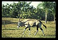 10087-00002-Gemsbock or African Oryx, Oryx gazella.jpg