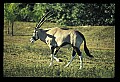 10087-00003-Gemsbock or African Oryx, Oryx gazella.jpg