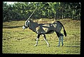 10087-00004-Gemsbock or African Oryx, Oryx gazella.jpg