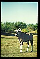 10087-00005-Gemsbock or African Oryx, Oryx gazella.jpg