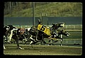10089-00002-Grayhound Racing.jpg