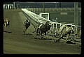 10089-00003-Grayhound Racing.jpg