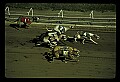 10089-00006-Grayhound Racing.jpg