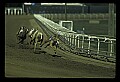 10089-00011-Grayhound Racing.jpg