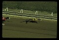 10089-00018-Grayhound Racing.jpg