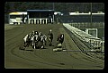 10089-00028-Grayhound Racing.jpg