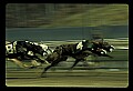 10089-00030-Grayhound Racing.jpg