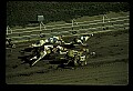 10089-00031-Grayhound Racing.jpg