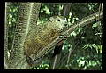 10090-00001-Groundhog, Woodchuck, Marmota monax.jpg