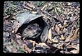10090-00002-Groundhog, Woodchuck, Marmota monax.jpg