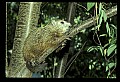 10090-00004-Groundhog, Woodchuck, Marmota monax.jpg