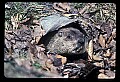 10090-00008-Groundhog, Woodchuck, Marmota monax.jpg