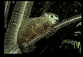 10090-00009-Groundhog, Woodchuck, Marmota monax.jpg