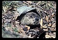 10090-00011-Groundhog, Woodchuck, Marmota monax.jpg