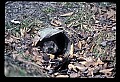 10090-00014-Groundhog, Woodchuck, Marmota monax.jpg