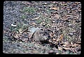 10090-00015-Groundhog, Woodchuck, Marmota monax.jpg