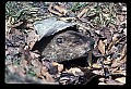 10090-00017-Groundhog, Woodchuck, Marmota monax.jpg