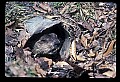 10090-00022-Groundhog, Woodchuck, Marmota monax.jpg