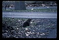 10090-00023-Groundhog, Woodchuck, Marmota monax.jpg