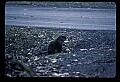 10090-00024-Groundhog, Woodchuck, Marmota monax.jpg
