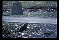 10090-00025-Groundhog, Woodchuck, Marmota monax.jpg