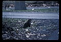 10090-00026-Groundhog, Woodchuck, Marmota monax.jpg