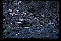 10090-00027-Groundhog, Woodchuck, Marmota monax.jpg