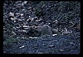 10090-00028-Groundhog, Woodchuck, Marmota monax.jpg