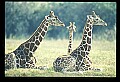 1001-00001-Giraffe, Giraffa camelopardalis.jpg