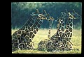 1001-00002-Giraffe, Giraffa camelopardalis.jpg