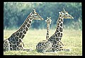 1001-00003-Giraffe, Giraffa camelopardalis.jpg