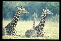 1001-00004-Giraffe, Giraffa camelopardalis.jpg