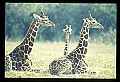 1001-00005-Giraffe, Giraffa camelopardalis.jpg