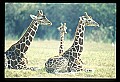 1001-00006-Giraffe, Giraffa camelopardalis.jpg