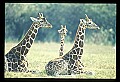 1001-00008-Giraffe, Giraffa camelopardalis.jpg
