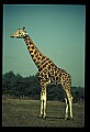 1001-00010-Giraffe, Giraffa camelopardalis.jpg