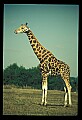 1001-00011-Giraffe, Giraffa camelopardalis.jpg