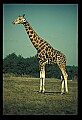 1001-00012-Giraffe, Giraffa camelopardalis.jpg