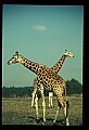 1001-00014-Giraffe, Giraffa camelopardalis.jpg