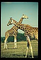 1001-00015-Giraffe, Giraffa camelopardalis.jpg