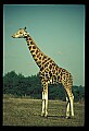 1001-00016-Giraffe, Giraffa camelopardalis.jpg