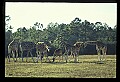 1001-00018-Giraffe, Giraffa camelopardalis.jpg