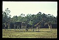 1001-00019-Giraffe, Giraffa camelopardalis.jpg
